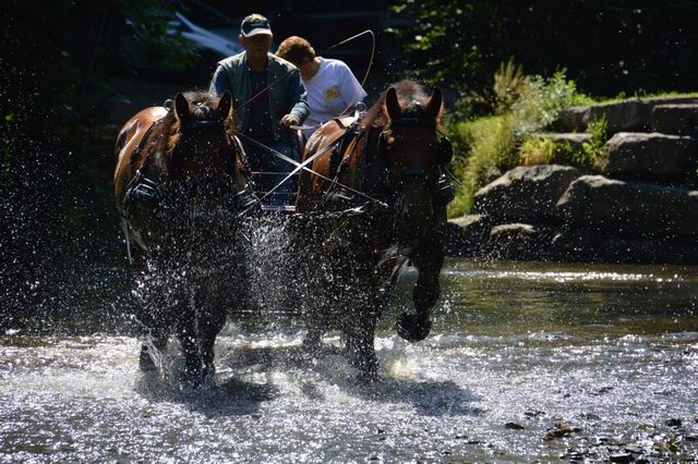 Attelage des deux Chênes